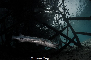 R E S I D E N T
Great barracuda (Sphyraena barracuda)
M... by Irwin Ang 